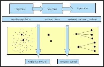 Antimicrobial Use Reduction for Animal Production: Opportunity or Liability for the Poultry Industry? - Image 1