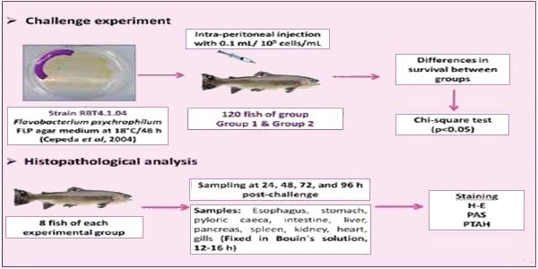 Nutraceutics for the control of bacterial coldwater disease - Image 1
