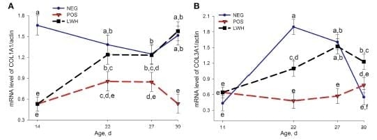 Identification of Biomarkers for Footpad Dermatitis Development and Wound Healing - Image 6