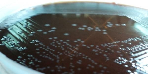 Infectious Coryza - Image 7