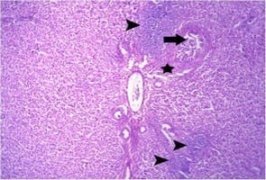 Impact of interaction between aflatoxicosis and cecal coccidiosis on broiler chickens - Image 8