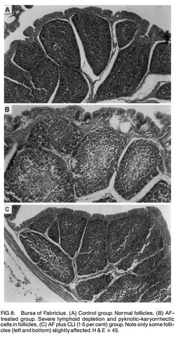 Ameliorative effects of dietary clinoptilolite on pathological changes in broiler chickens during aflatoxicosis - Image 7