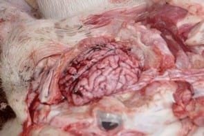 Attempted eradication of PRRS virus, enzootic pneumonia, Actinobacillus pleuropneumonia and streptococcal meningitis - Image 4