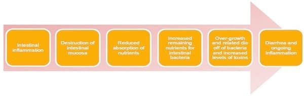 Inflammation – causes, mechanisms and counteraction - Image 2