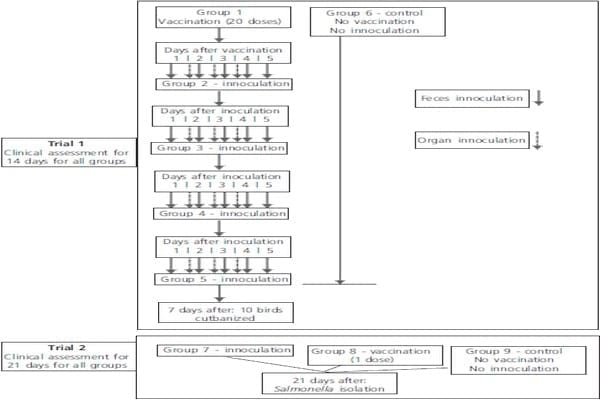 Reversion to Virulence Evaluation of a 9R Vaccine Strain of Salmonella enterica Serovar Gallinarum in Commercial Brown Layers - Image 1