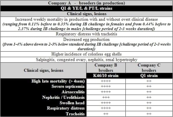 Multi-strain infection by infectious bronchitis variant viruses in broiler and breeder flocks in Latin America - Image 3