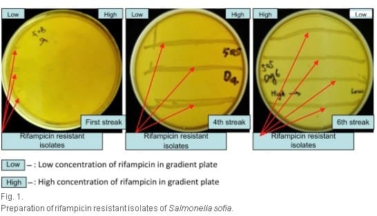 Use of Lactobacillus johnsonii in broilers challenged with Salmonella sofia - Image 2