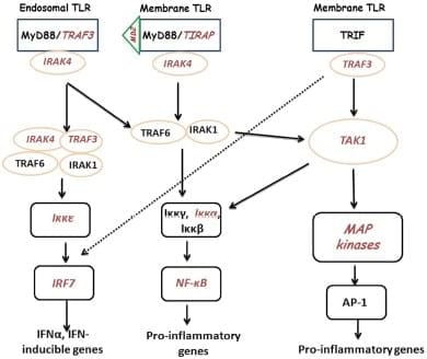 Gene expression analysis of Toll-like receptor pathways in heterophils from genetic chicken lines that differ in their susceptibility to Salmonella enteritidis - Image 6