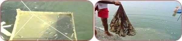 Management Practice of Vannamei Shrimp culture ponds with High Stocking Density & Zero Water Exchange in Purba Medinapur Dist.of W.Bengal, India, in relation to Growth, Survivals and Water quality - Image 7