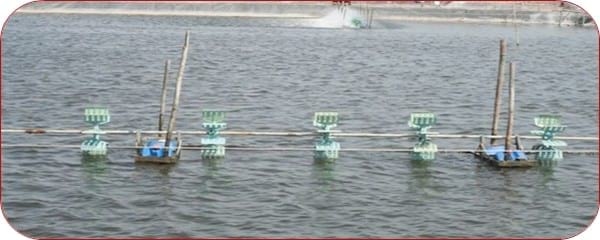 Management Practice of Vannamei Shrimp culture ponds with High Stocking Density & Zero Water Exchange in Purba Medinapur Dist.of W.Bengal, India, in relation to Growth, Survivals and Water quality - Image 4