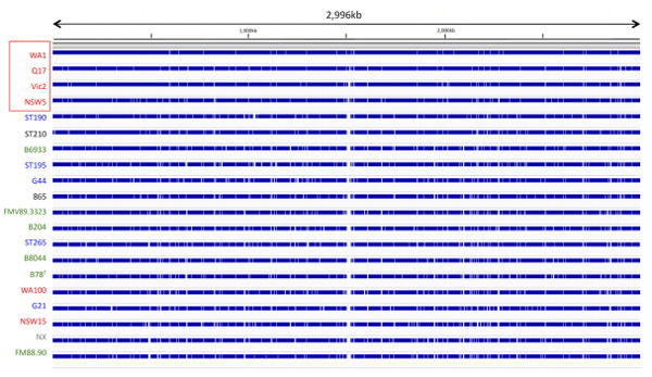 Analysis of Multiple Brachyspira hyodysenteriae Genomes Confirms That the Species Is Relatively Conserved but Has Potentially Important Strain Variation - Image 7