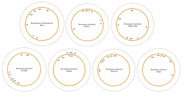 The pathogenic intestinal spirochaete Brachyspira pilosicoli forms a diverse recombinant species demonstrating some local clustering of related strains and potential for zoonotic spread - Image 7