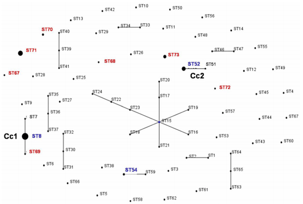 Dissemination of Clonal Groups of Brachyspira hyodysenteriae amongst Pig Farms in Spain, and Their Relationships to Isolates from Other Countries - Image 6