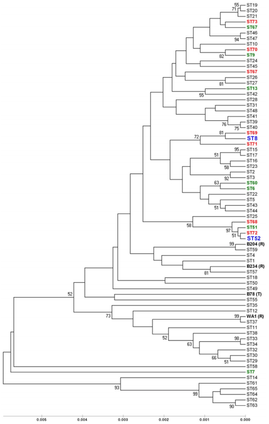 Dissemination of Clonal Groups of Brachyspira hyodysenteriae amongst Pig Farms in Spain, and Their Relationships to Isolates from Other Countries - Image 5