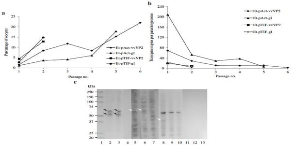 Viral proteins expressed in the protozoan parasite Eimeria tenella are detected by the chicken immune system - Image 6