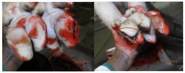 Sow lameness overview in the South African pig industry - Image 3