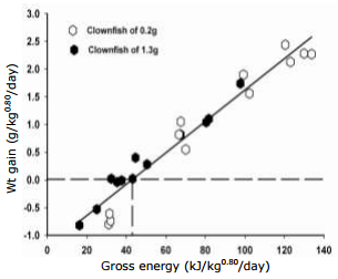 Feed Requirements for Maintenance and Growth of Anemone Clownfish Amphiprion percula - Image 3
