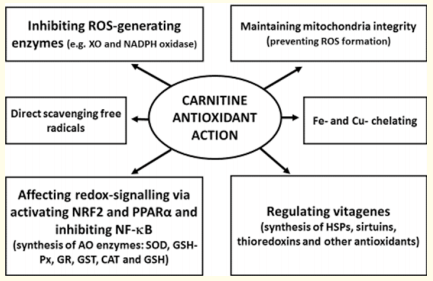 Antioxidant Action of Carnitine: Molecular Mechanisms and Practical Applications - Image 1