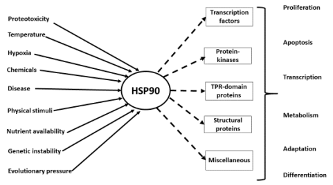Antioxidant Systems in Poultry Biology: Heat Shock Proteins - Image 6