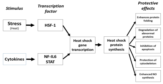 Antioxidant Systems in Poultry Biology: Heat Shock Proteins - Image 3