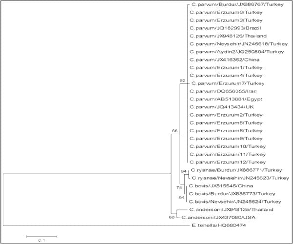 Prevalence of Cryptosporidiosis and Molecular Characterization of Cryptosporidium spp. in Calves in Erzurum - Image 2