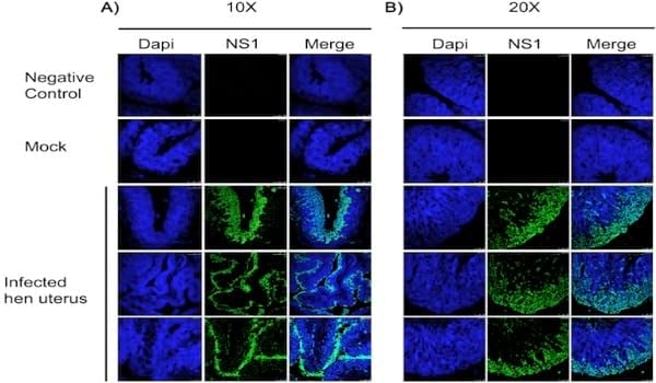 Clinical observations and pathology of the reproductive tract associated with natural infection of an avian influenza (AI) virus in an AI vaccinated layer flock - Image 2
