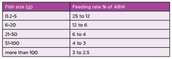 Bangladesh: Improving productivity of tilapia in ponds - Image 3