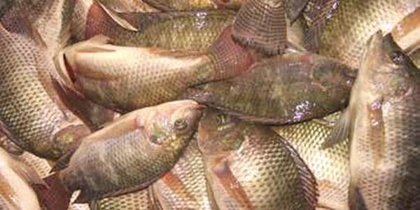 Bangladesh: Improving productivity of tilapia in ponds - Image 1