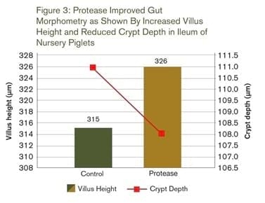 Piglets Have Allergies, Too - Image 3