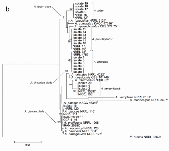 Taxonomic Characterization and Secondary Metabolite Profiling of Aspergillus Section Aspergillus Contaminating Feeds and Feedstuffs - Image 7