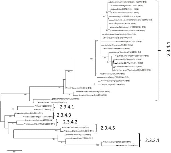 Reassortant Highly Pathogenic Influenza A H5N2 Virus Containing Gene Segments Related to Eurasian H5N8 in British Columbia, Canada, 2014 - Image 2
