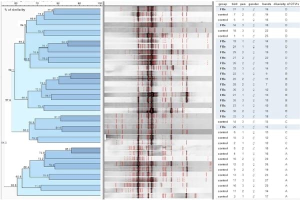 Fumonisins affect the intestinal microbial homeostasis in broiler chickens, predisposing to necrotic enteritis - Image 12