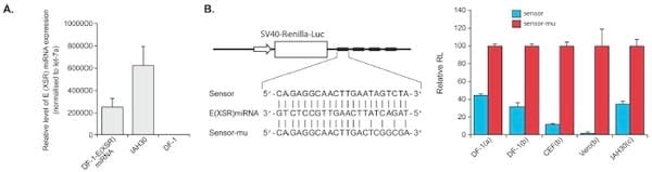 An Avian Retrovirus Uses Canonical Expression and Processing Mechanisms To Generate Viral MicroRNA - Image 4