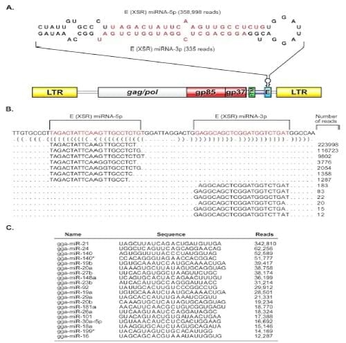 An Avian Retrovirus Uses Canonical Expression and Processing Mechanisms To Generate Viral MicroRNA - Image 1