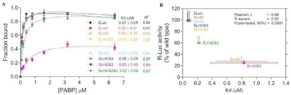 Poly(A) Binding Protein 1 Enhances Cap-Independent Translation Initiation of Neurovirulence Factor from Avian Herpesvirus - Image 2