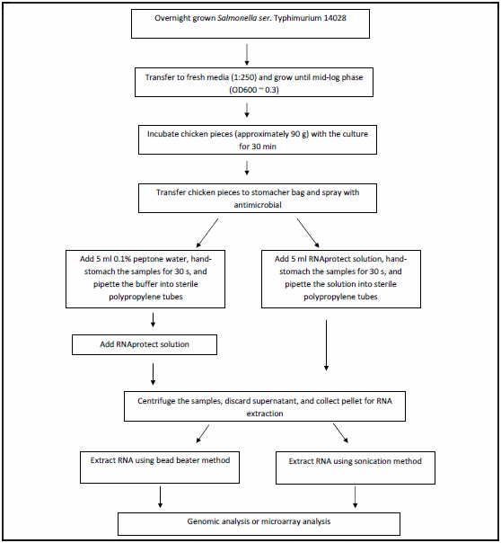 Optimization of the RNA extraction method for transcriptome studies of Salmonella inoculated on commercial raw chicken breast samples - Image 1