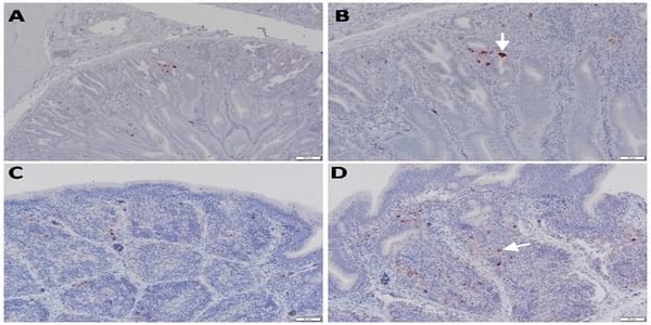 Pathogenicity of Highly Pathogenic Avian Influenza Virus H5N1 in Naturally Infected Poultry in Egypt - Image 8