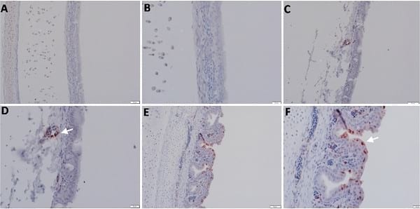 Pathogenicity of Highly Pathogenic Avian Influenza Virus H5N1 in Naturally Infected Poultry in Egypt - Image 5