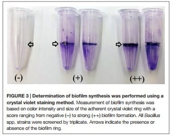 Evaluation and Selection of Bacillus Species Based on Enzyme Production, Antimicrobial Activity, and Biofilm Synthesis as Direct-Fed Microbial Candidates for Poultry - Image 5