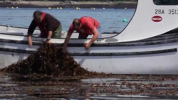 The Renewed Interest in The Western World for The Cultivation of Seaweeds, as The Inorganic Extractive Component of IMTA Systems, and for The Ecosystem Services They Provide - Image 1