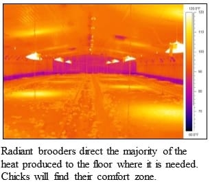 Five Common Issues During Brooding - Image 3