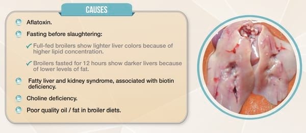 Mycotoxin Lesions in the Slaughter House-Broilers - Image 7