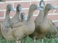 Ducks World - Image 9