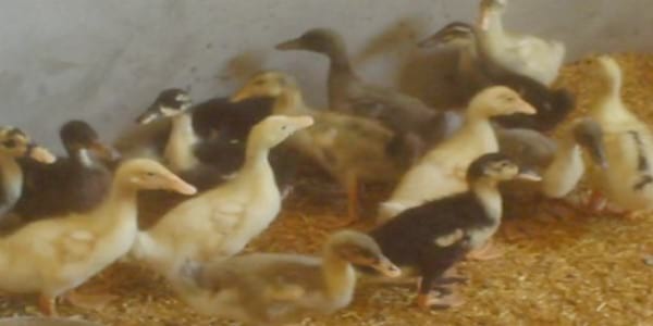 Ducks World - Image 15