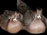 Ducks World - Image 25