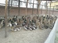Ducks World - Image 13