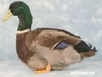 Ducks World - Image 14