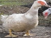 Ducks World - Image 27