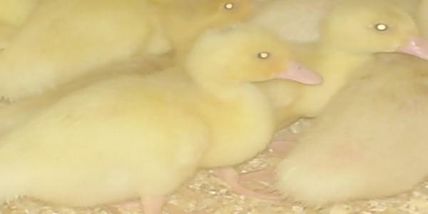 Ducks World - Image 35