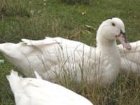 Ducks World - Image 29